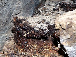 What is Shilajit and Why is Everyone Talking About It? shilajit